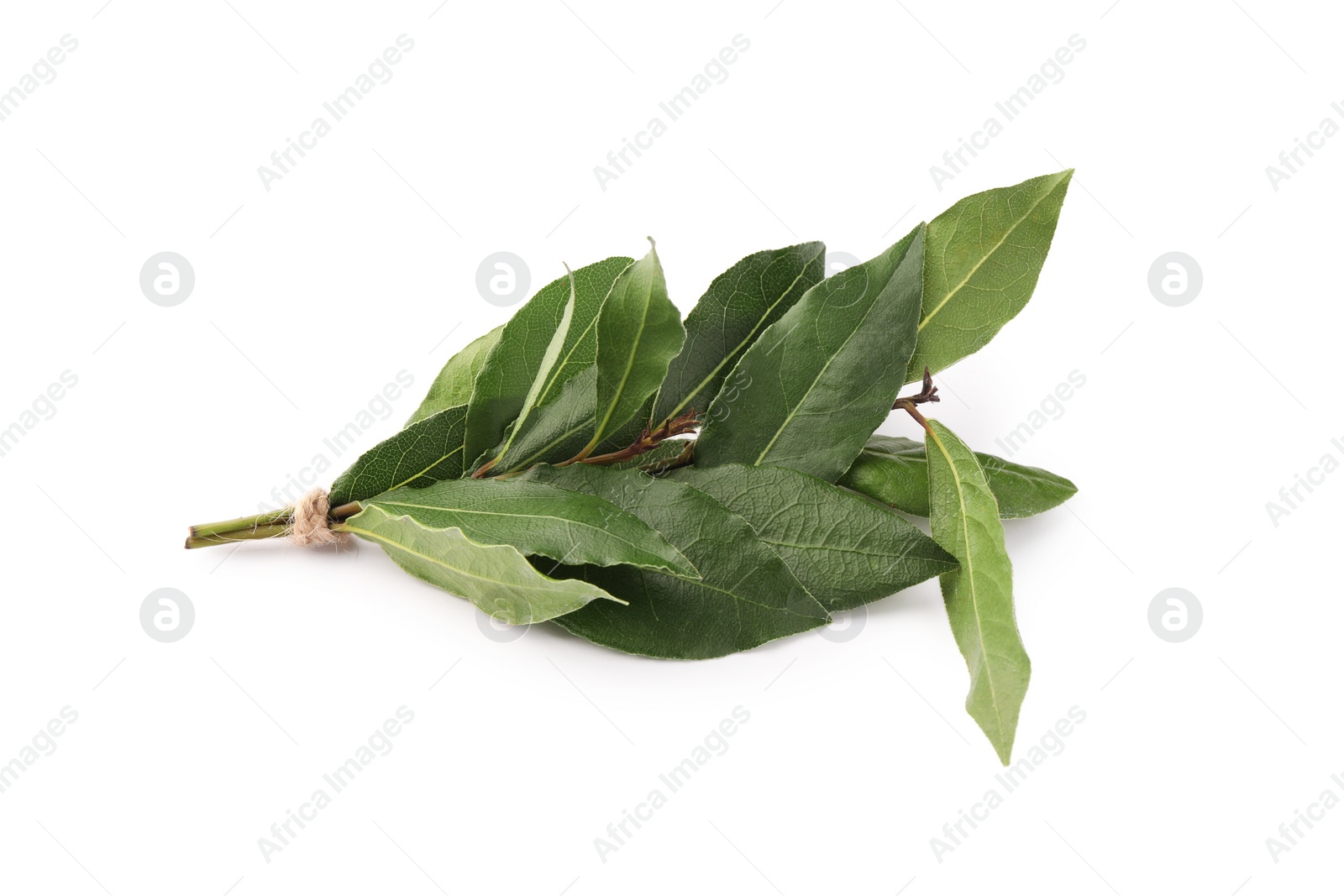 Photo of Aromatic fresh bay leaves isolated on white