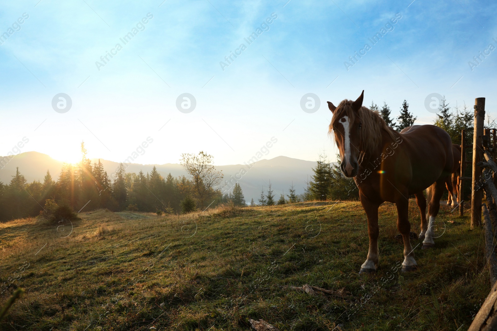 Photo of Beautiful view of horses near wooden fence in mountains