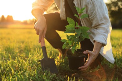 Photo of Man planting tree outdoors on sunny day, closeup