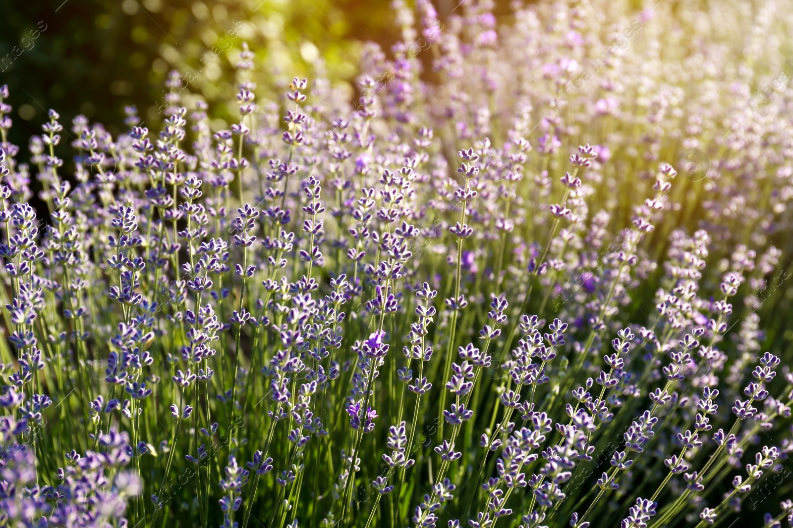 Photo of Beautiful lavender flowers growing in field, closeup