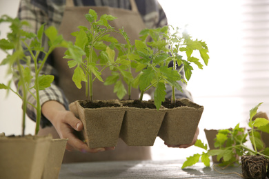 Photo of Woman holding peat pots with tomato seedlings at table, closeup