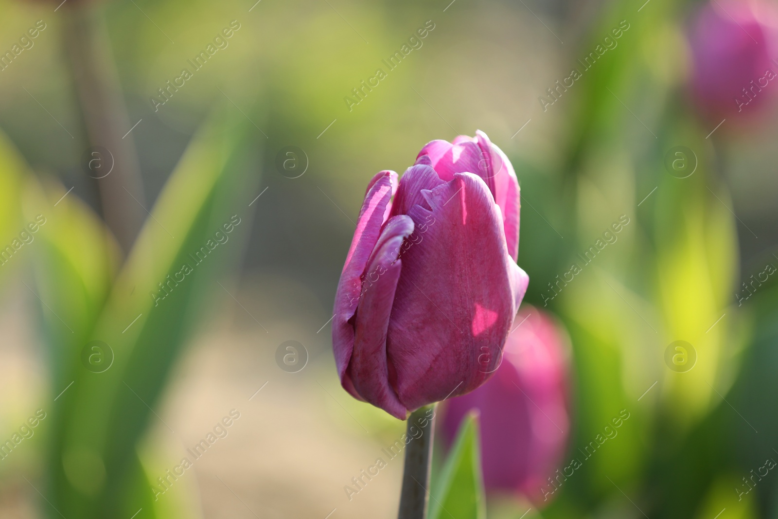 Photo of Fresh beautiful tulip in field, selective focus. Blooming flower