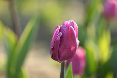 Fresh beautiful tulip in field, selective focus. Blooming flower