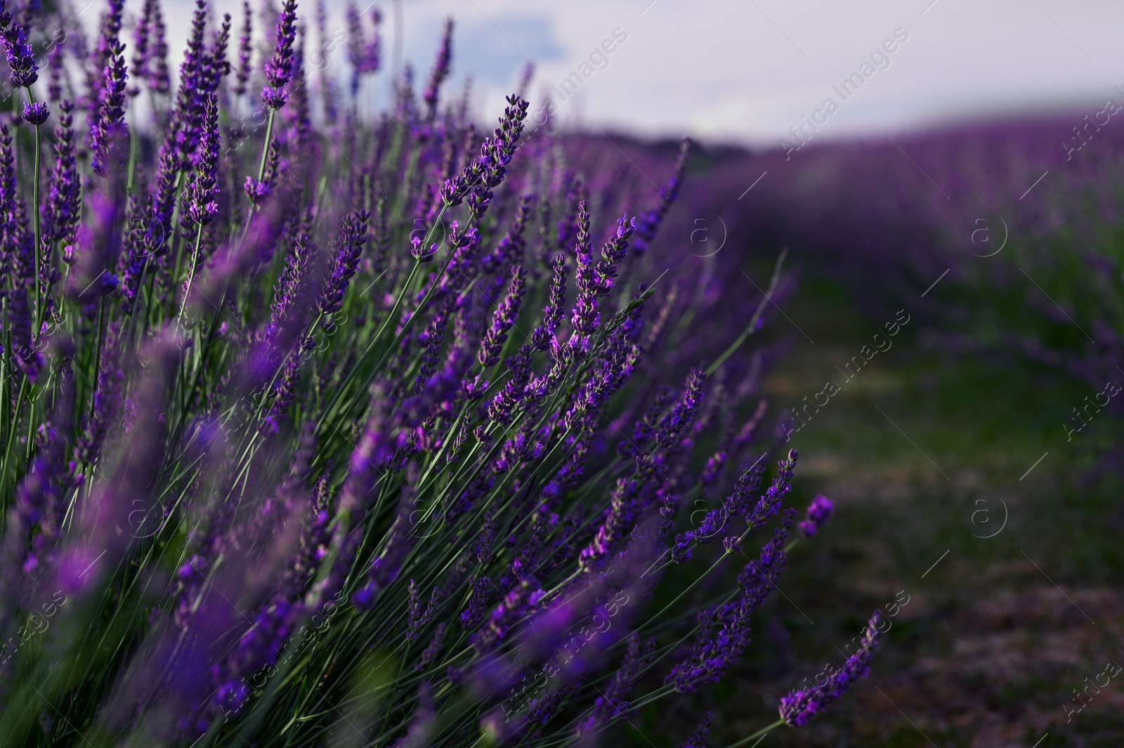 Photo of Beautiful blooming lavender plants growing in field, closeup. Space for text