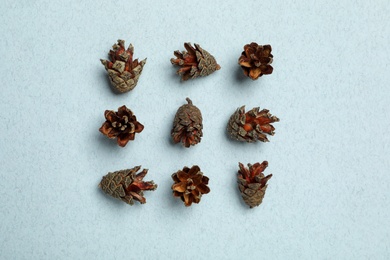 Flat lay composition with pinecones on light blue background