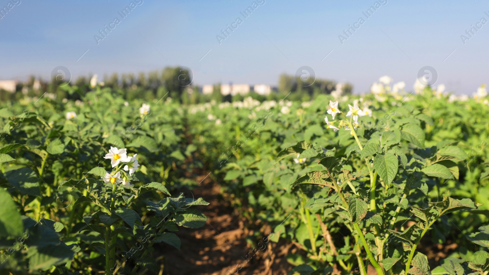 Photo of Beautiful field with blooming potato bushes on sunny day