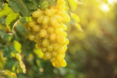 Bunch of fresh ripe juicy grapes against blurred background