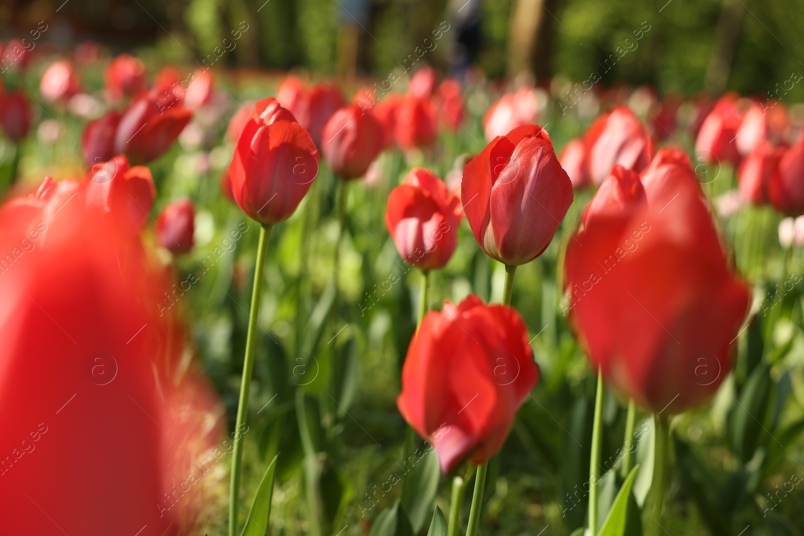 Photo of Beautiful red tulips growing outdoors on sunny day, closeup