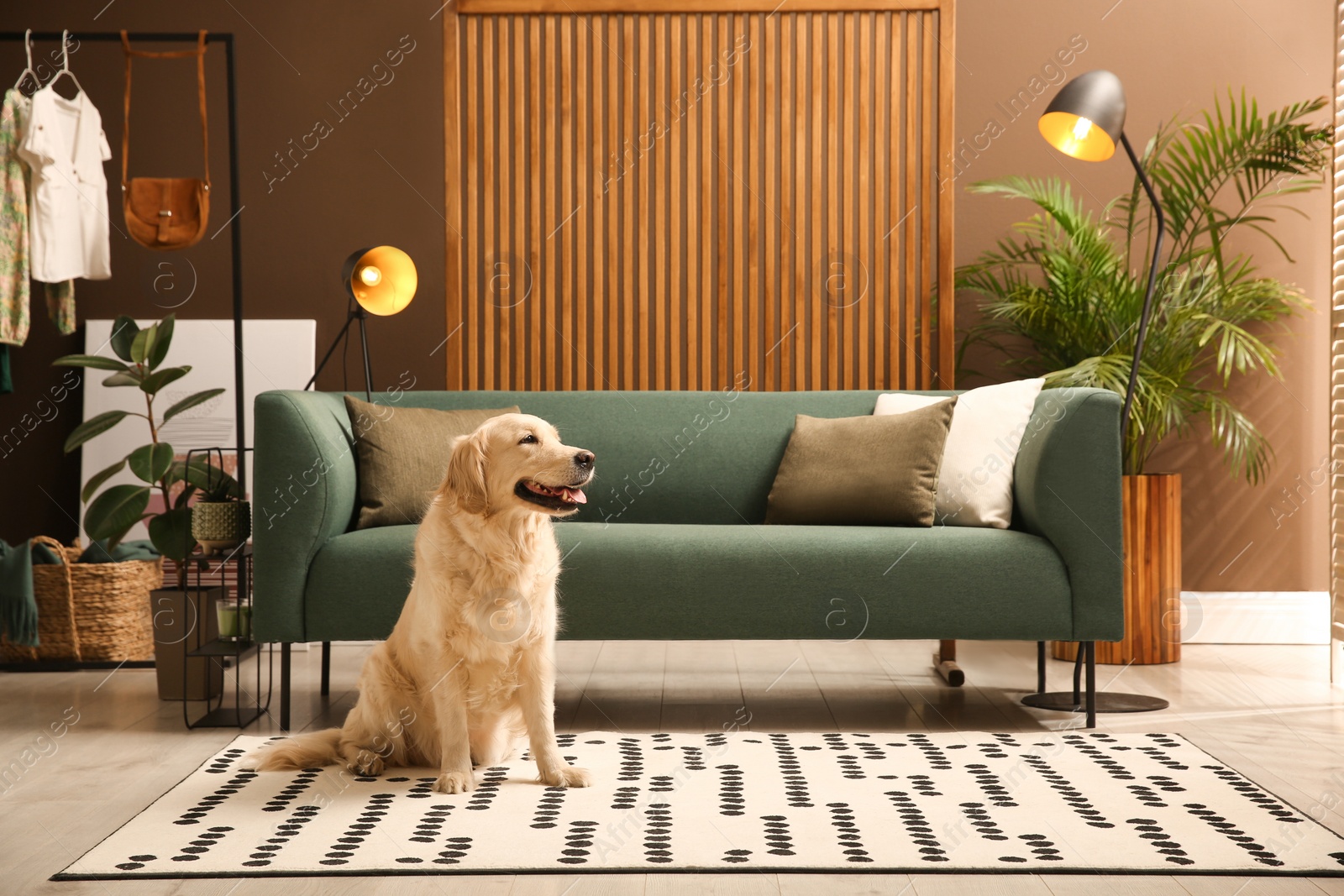 Photo of Modern living room interior. Cute Golden Labrador Retriever on floor near couch