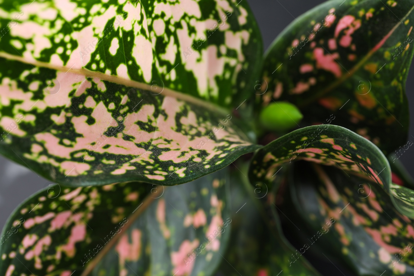 Photo of Aglaonema with beautiful leaves as background, closeup. Tropical plant