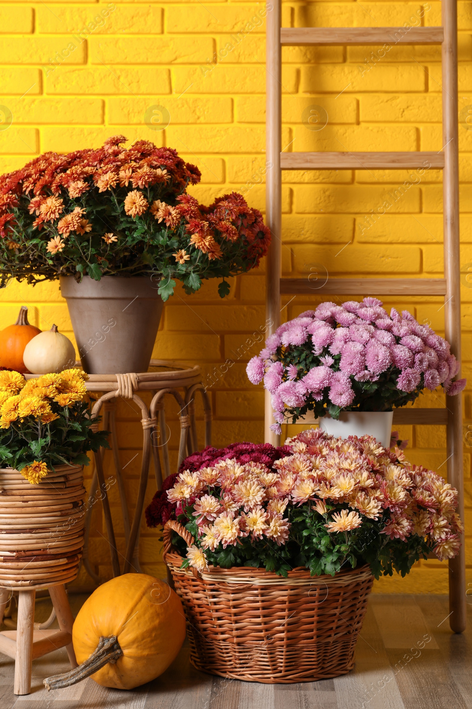 Photo of Beautiful potted fresh chrysanthemum flowers and pumpkins near yellow brick wall