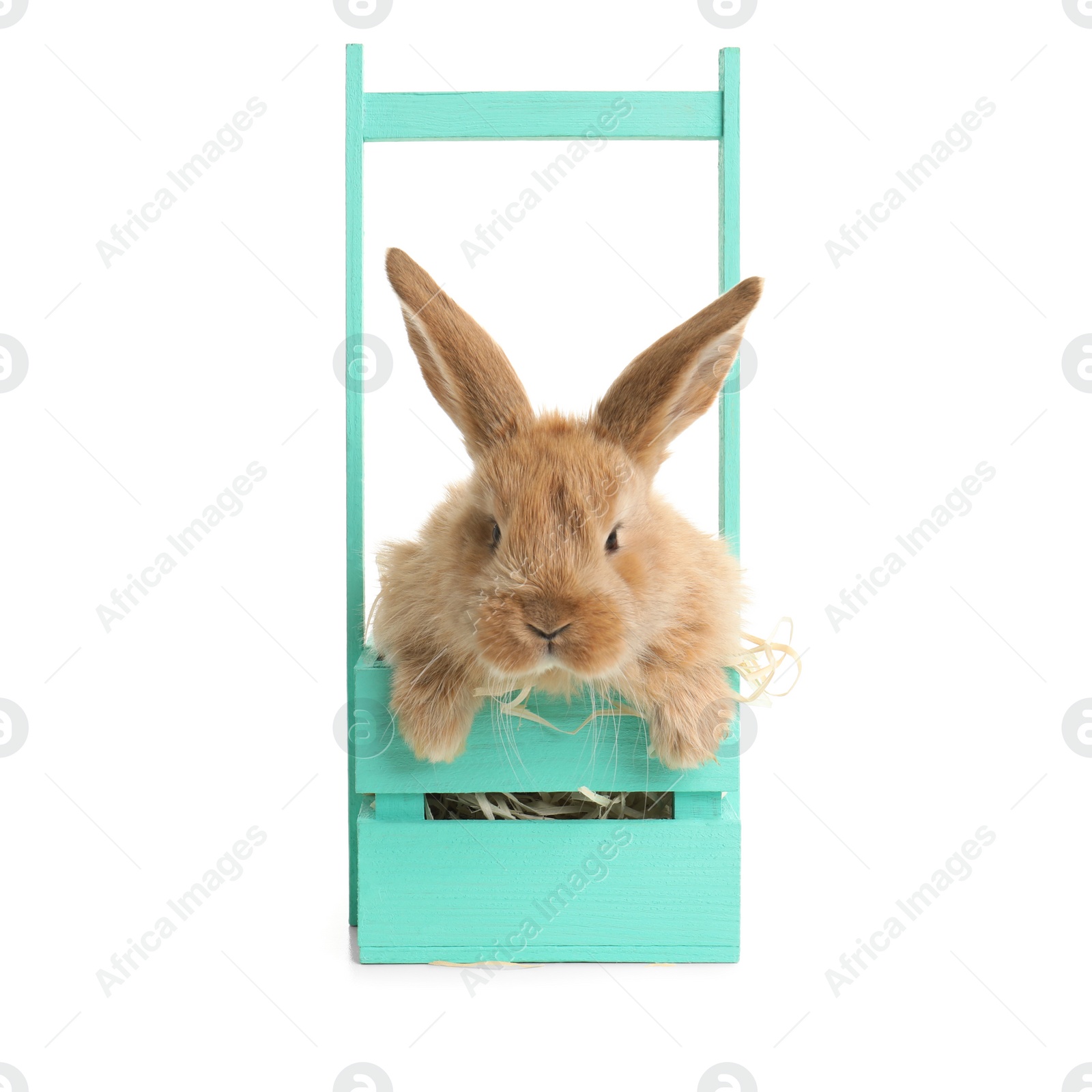 Photo of Adorable furry Easter bunny in decorative basket on white background