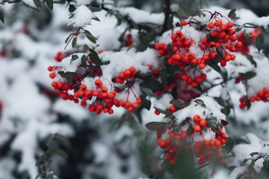 Photo of Berries on rowan tree branch covered with snow outdoors