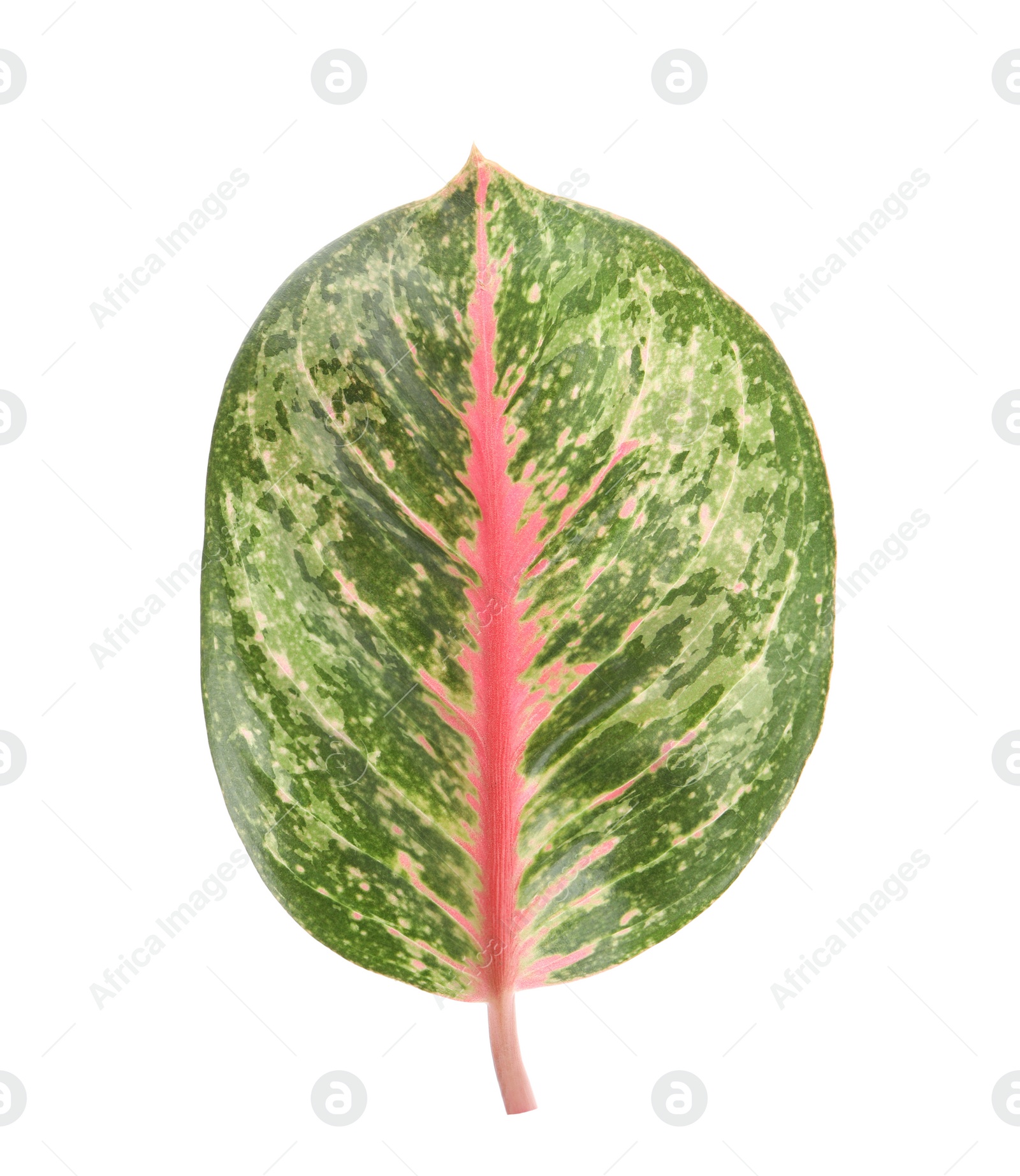 Photo of Aglaonema leaf isolated on white. Beautiful tropical plant