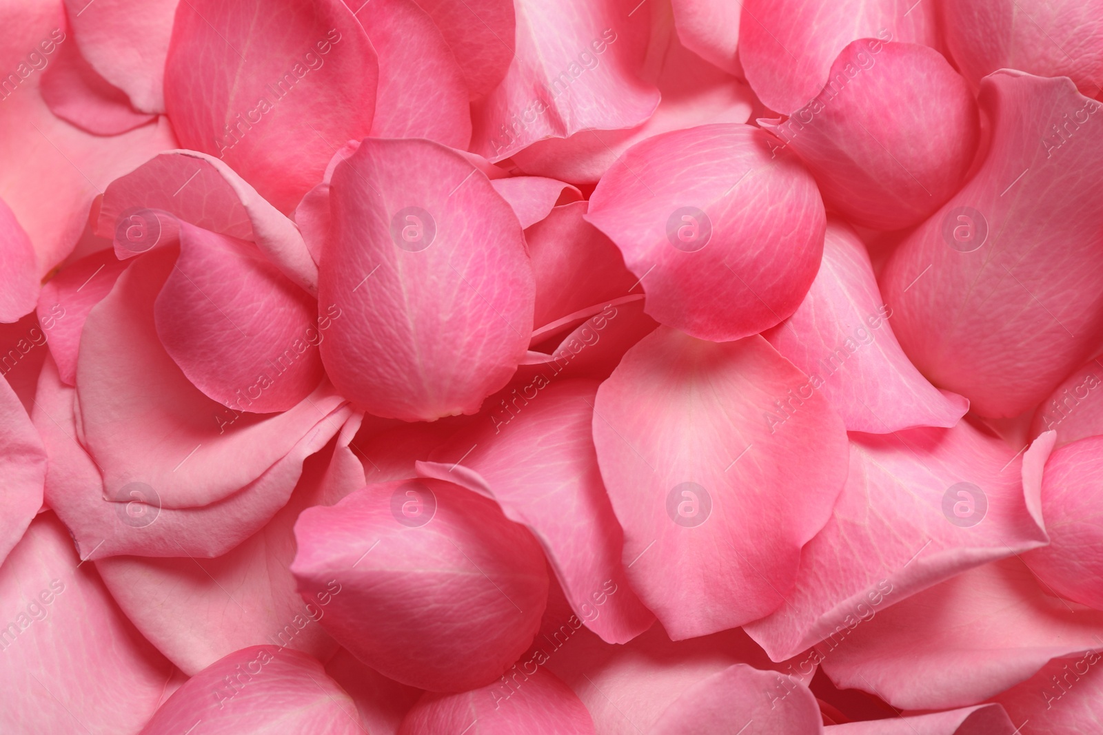 Photo of Fresh pink rose petals as background, closeup