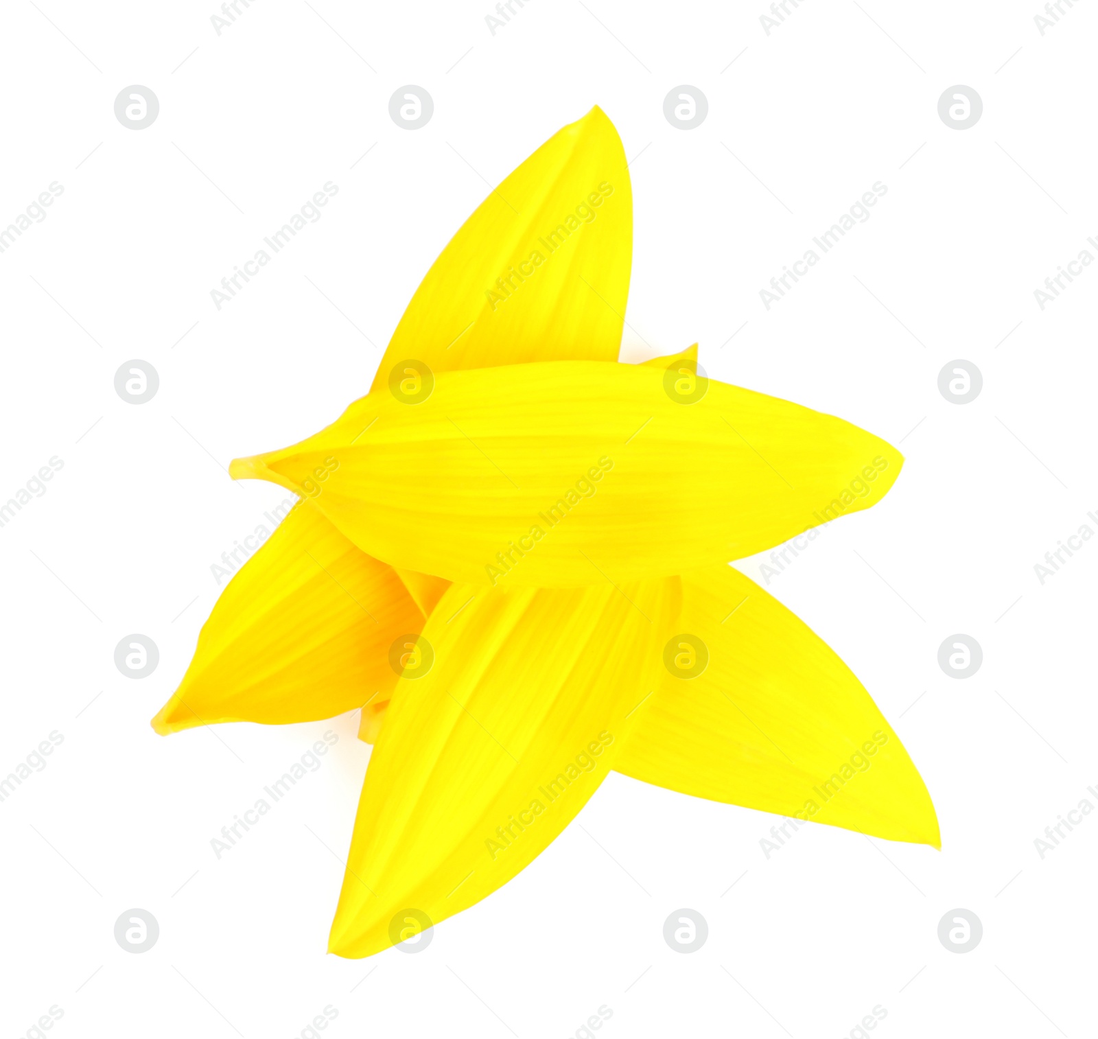 Photo of Fresh yellow sunflower petals isolated on white, top view