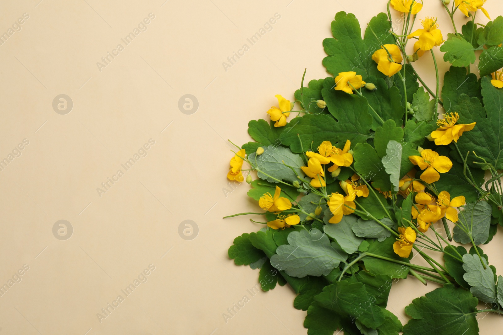 Photo of Celandine with beautiful yellow flowers on beige background, flat lay. Space for text