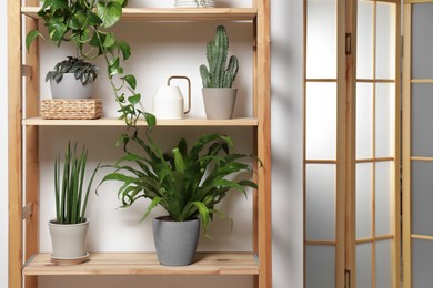 Photo of Green houseplants in pots and watering can on wooden shelves indoors