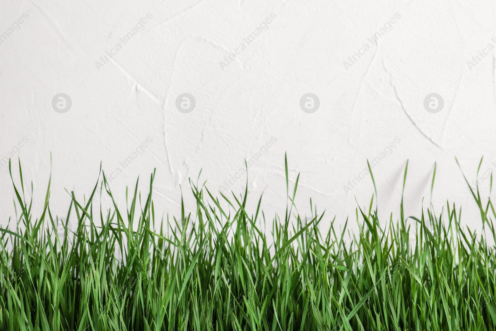 Photo of Fresh green grass near light fence. Space for text