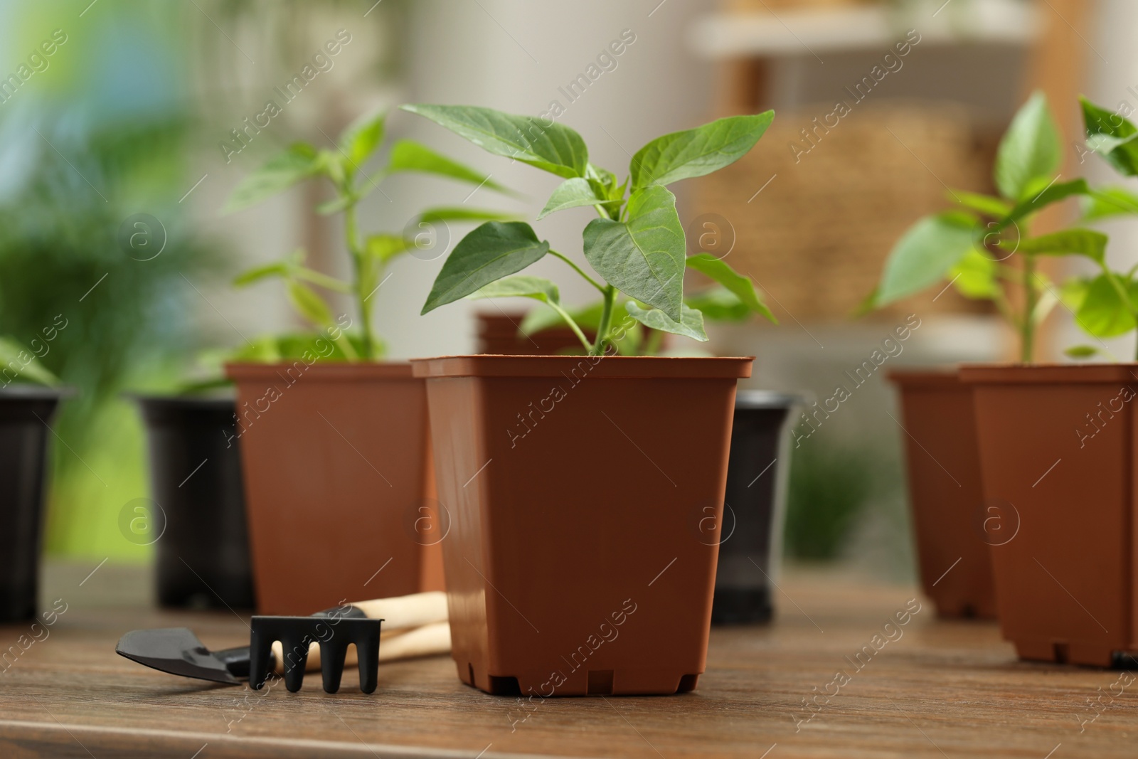 Photo of Seedlings growing in plastic containers with soil and gardening tools on wooden table, closeup