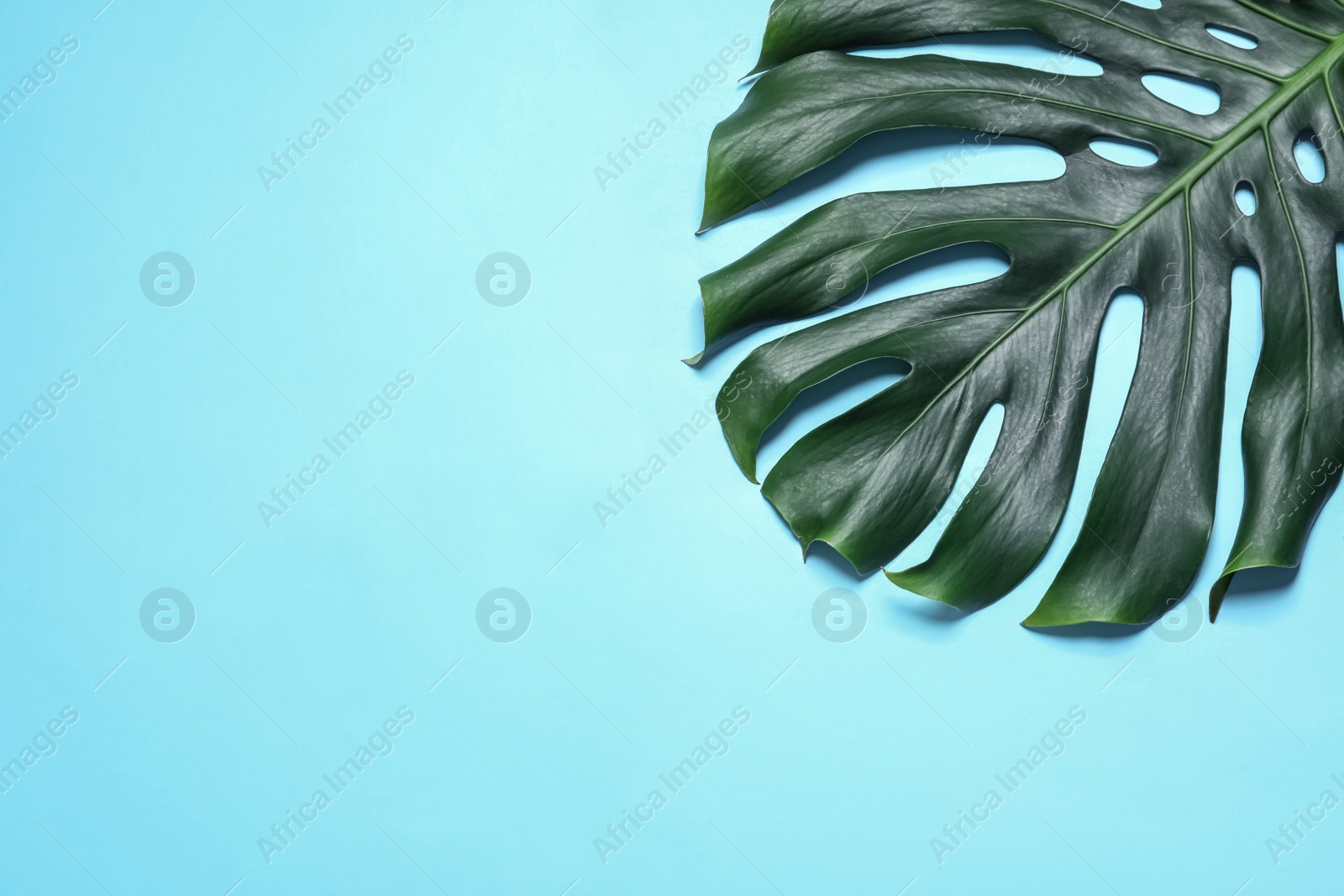 Photo of Green fresh monstera leaf on color background, top view with space for text. Tropical plant