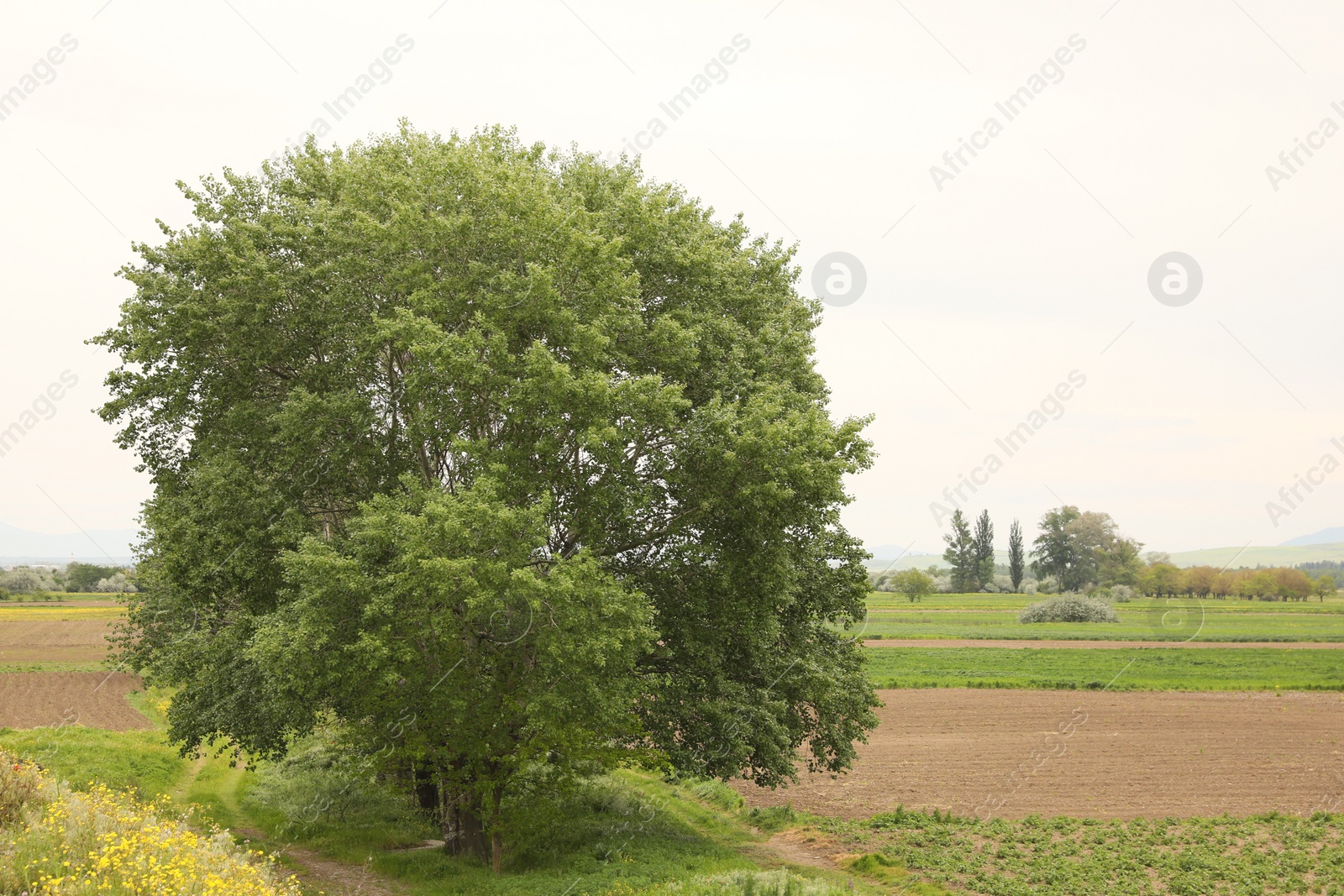 Photo of Picturesque view of tree growing in field on cloudy day