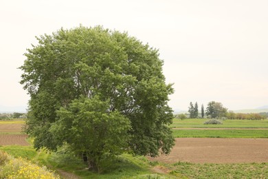 Picturesque view of tree growing in field on cloudy day