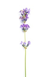 Photo of Beautiful blooming lavender flower on white background