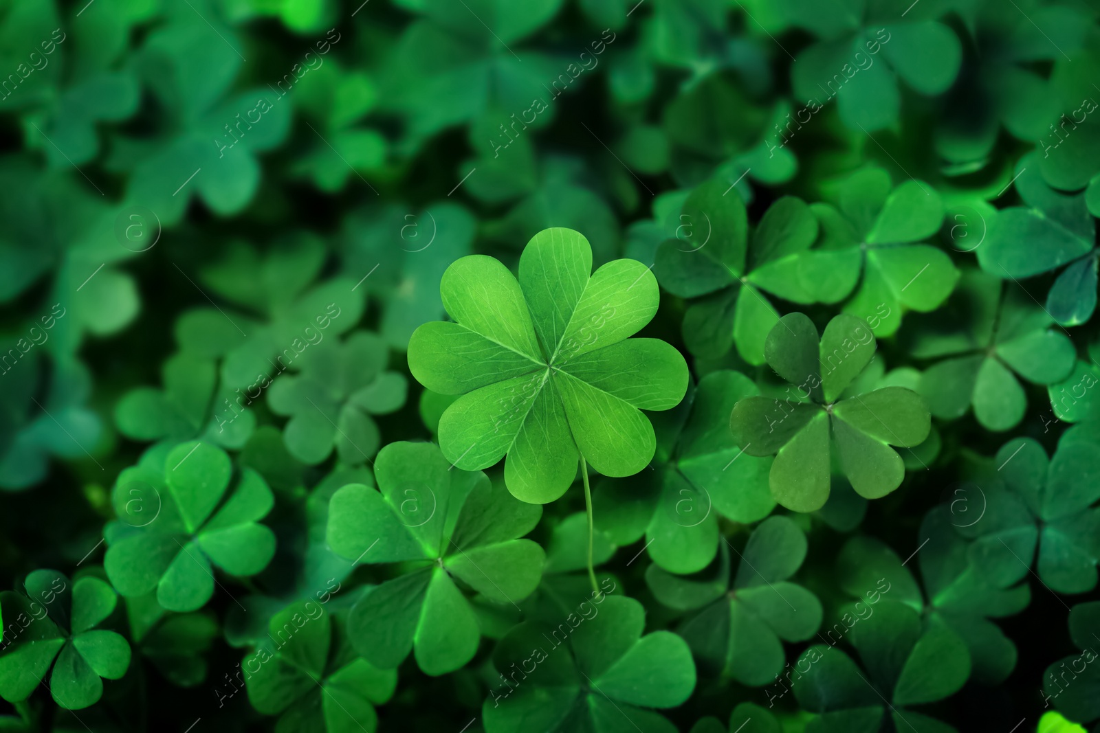 Image of Beautiful fresh green clover leaves, closeup view