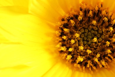 Beautiful yellow flower as background, macro view