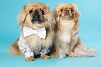 Photo of Cute Pekingese dogs in pet clothes on light blue background