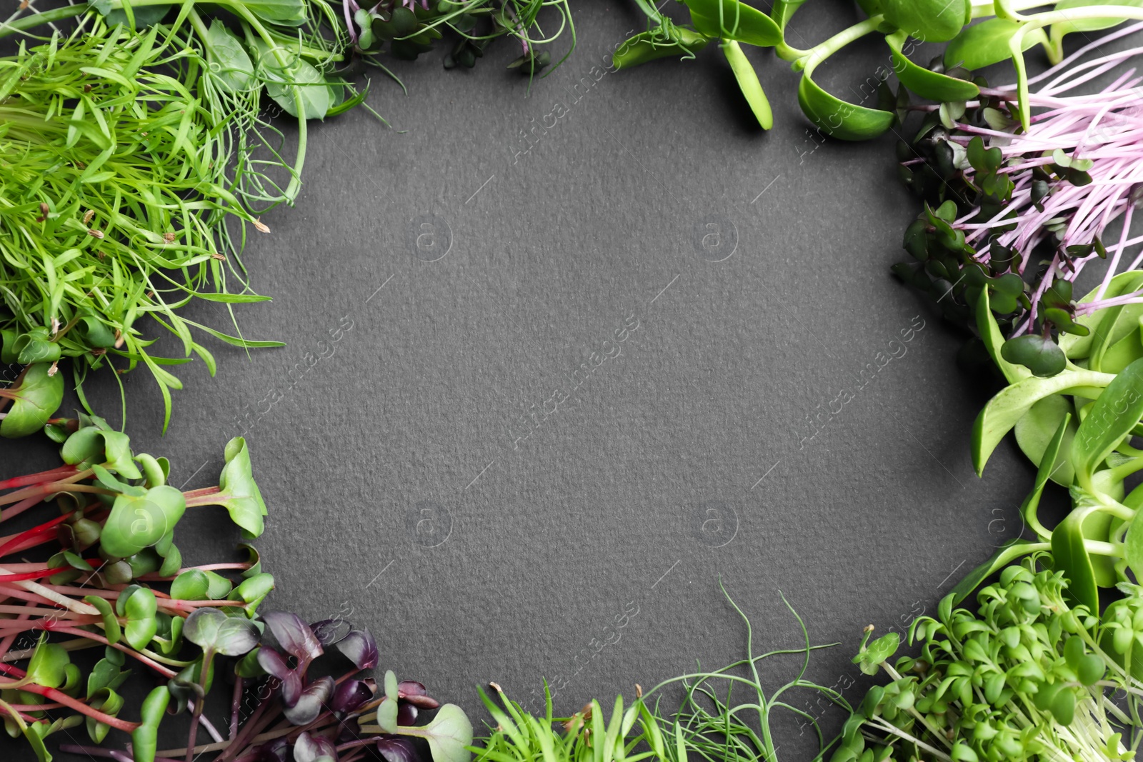 Photo of Frame made with different microgreens on black table, flat lay. Space for text