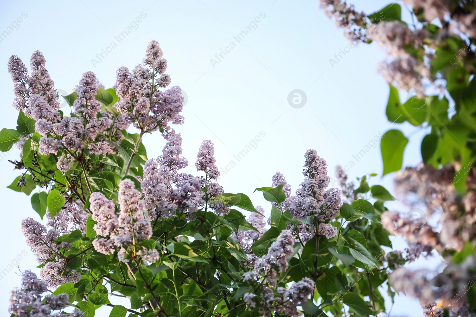 Photo of Closeup view of beautiful blooming lilac shrub outdoors