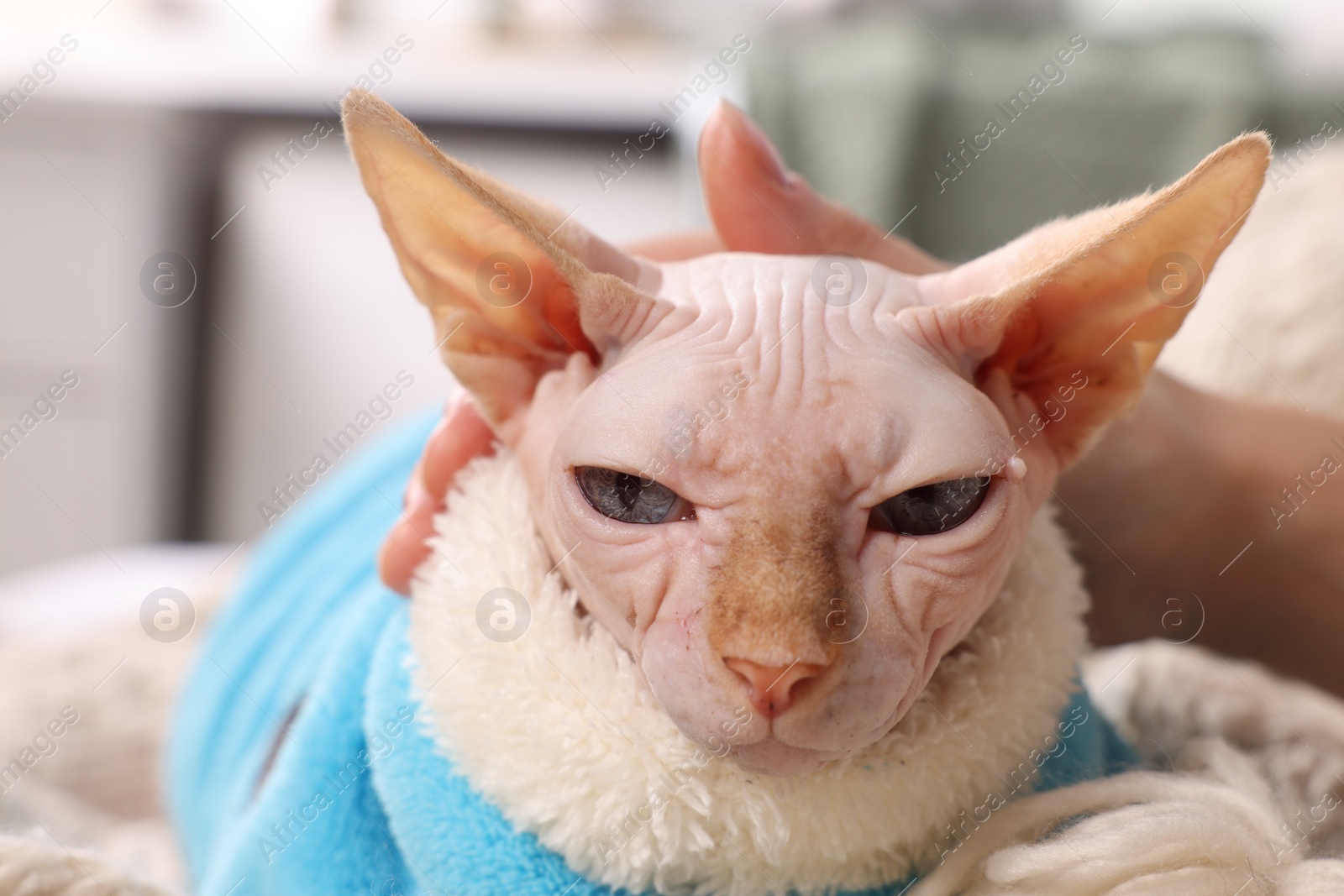 Photo of Woman stroking cute Sphynx cat at home, closeup. Lovely pet