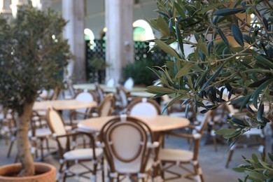 Photo of Stylish furniture and potted plants in outdoor cafe, closeup. Space for text