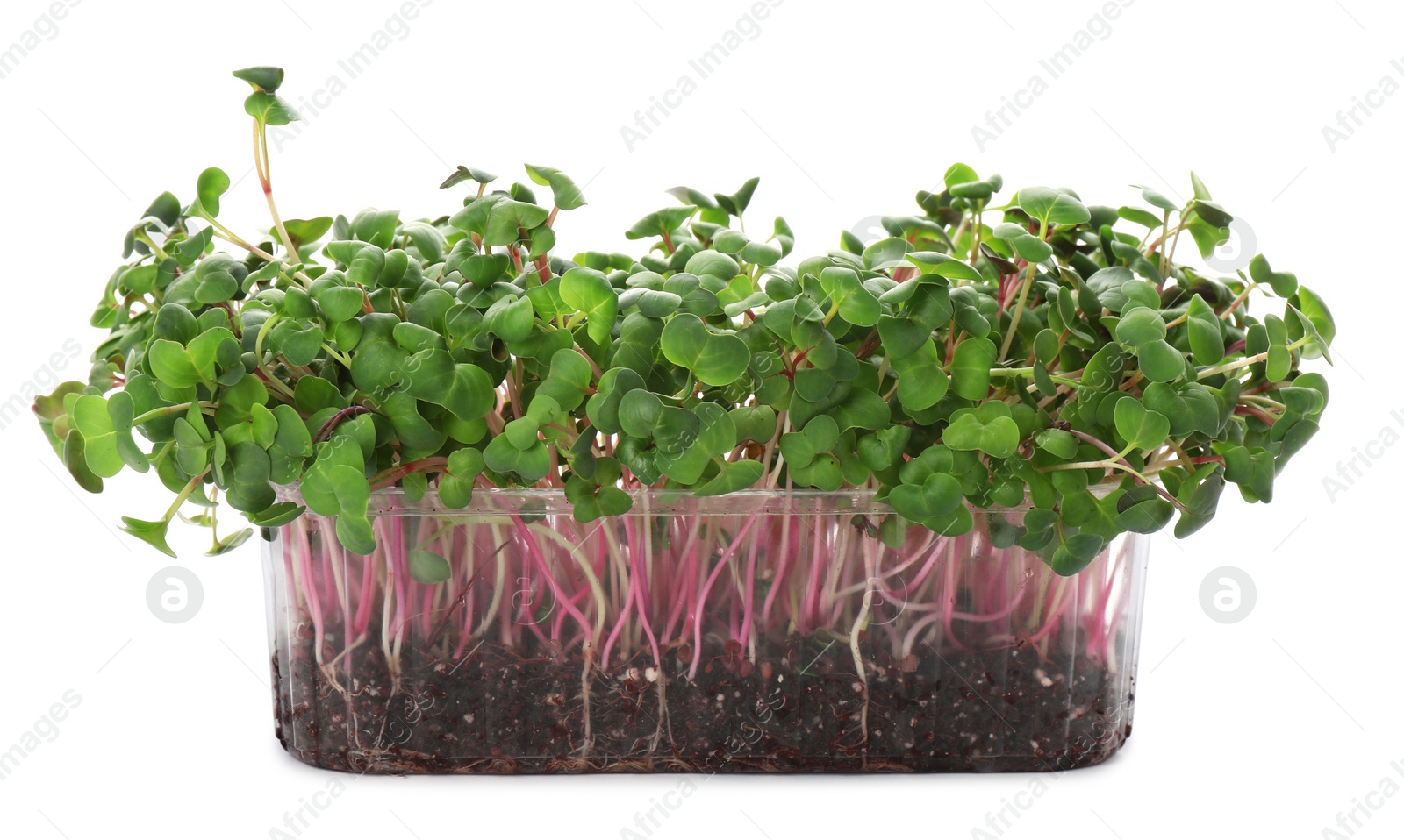 Photo of Fresh radish microgreens in plastic container on white background