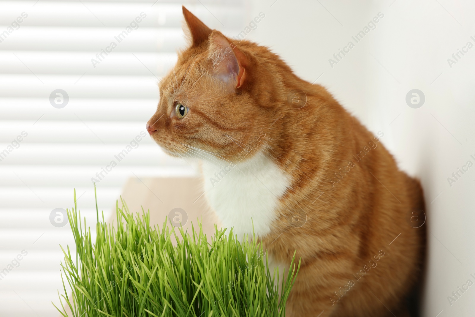 Photo of Cute ginger cat near potted green grass indoors