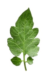 Photo of Green leaf of tomato plant isolated on white