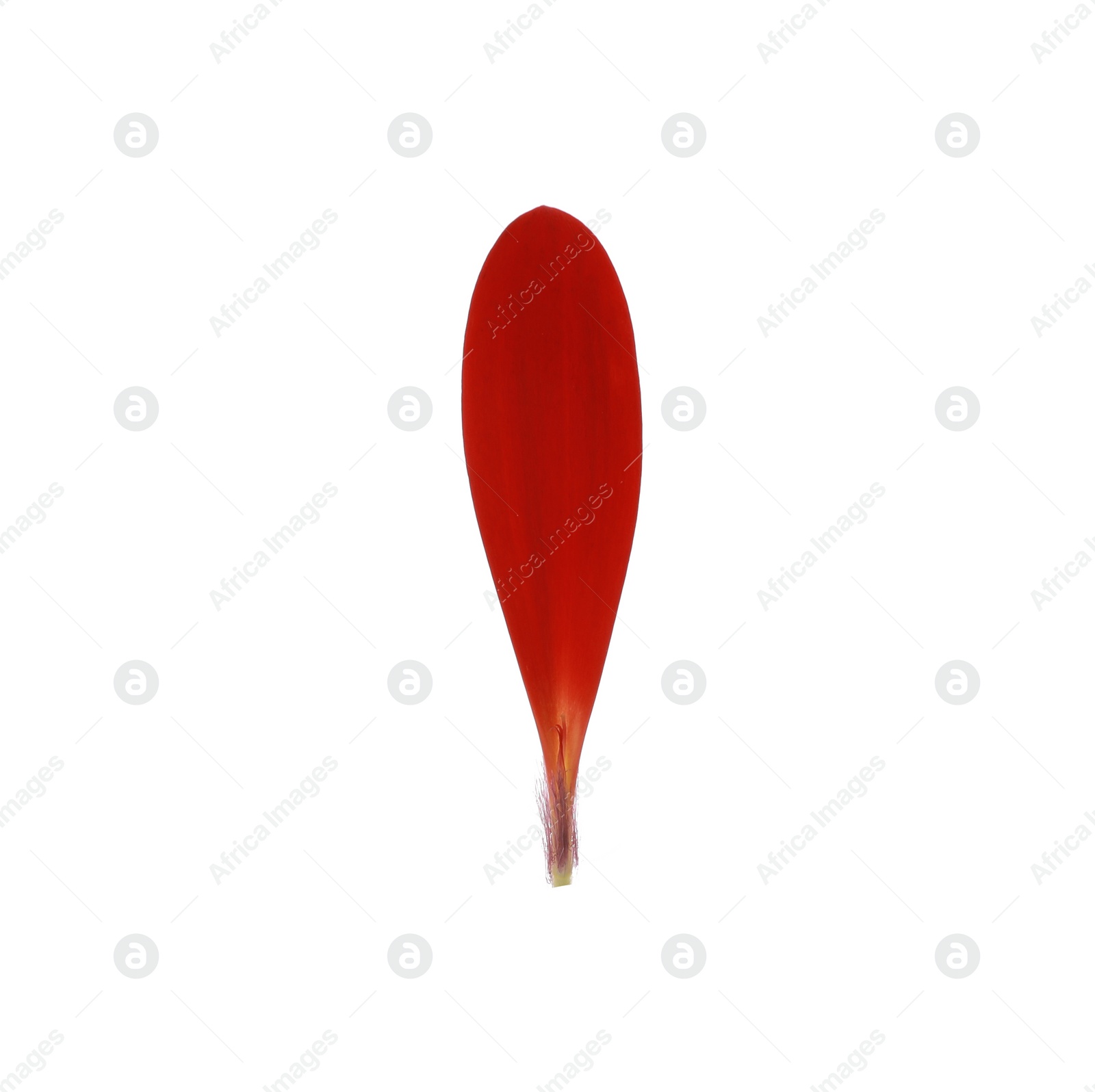 Photo of Beautiful red gerbera petal isolated on white