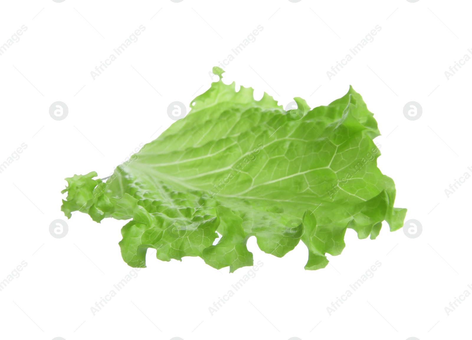 Photo of One green lettuce leaf isolated on white