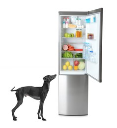 Image of Cute Italian Greyhound dog near open refrigerator with many different products on white background