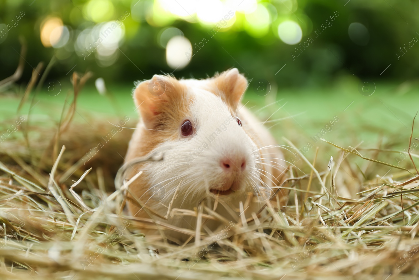 Photo of Cute funny guinea pig and hay outdoors, closeup