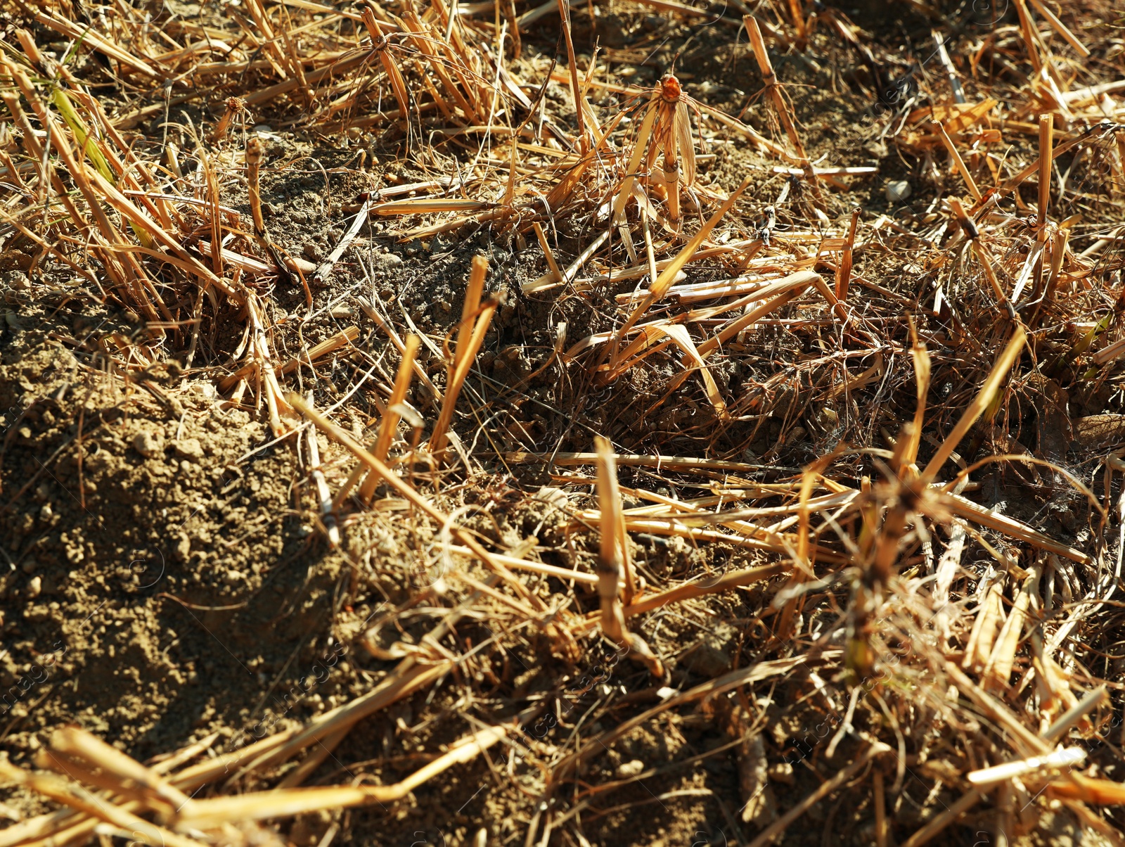 Photo of Cultivated field on sunny day, closeup. Agriculture industry