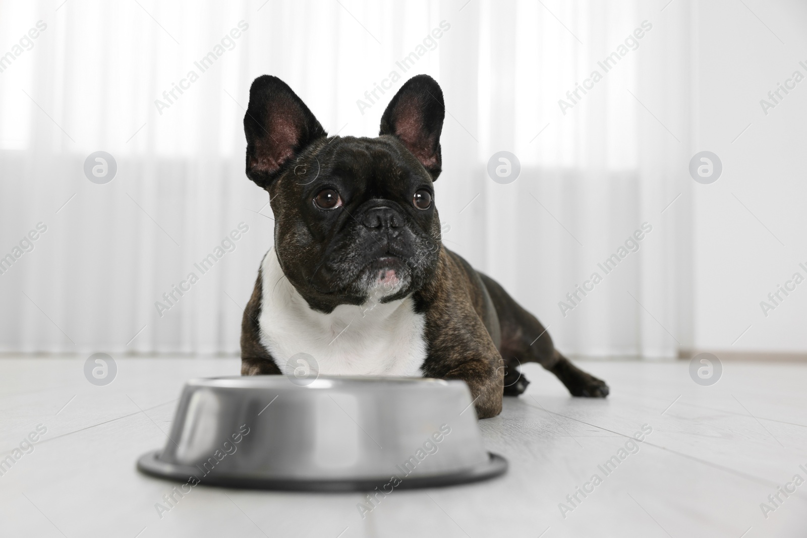 Photo of Adorable French Bulldog near bowl indoors. Lovely pet