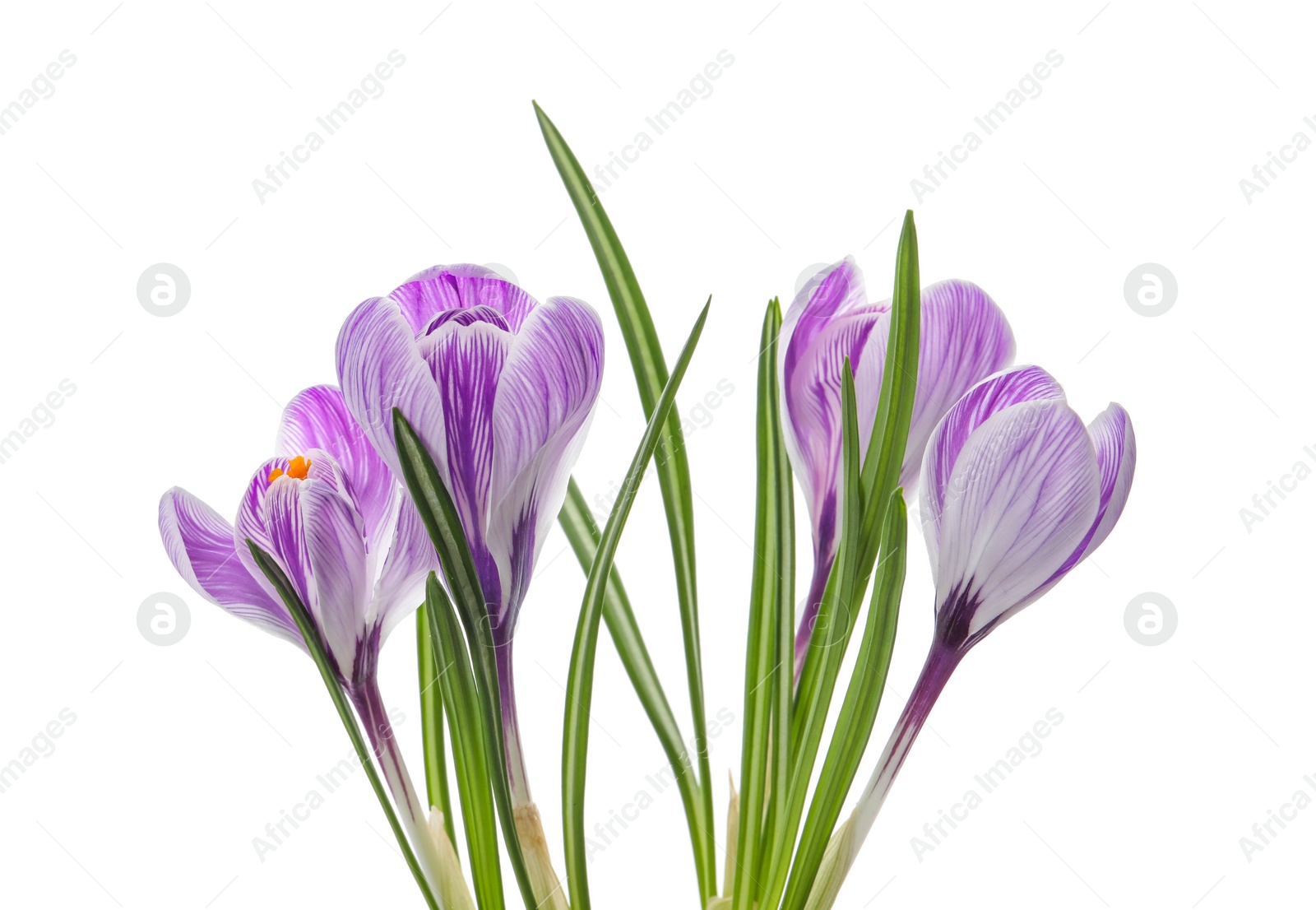 Photo of Beautiful fresh crocus flowers on white background