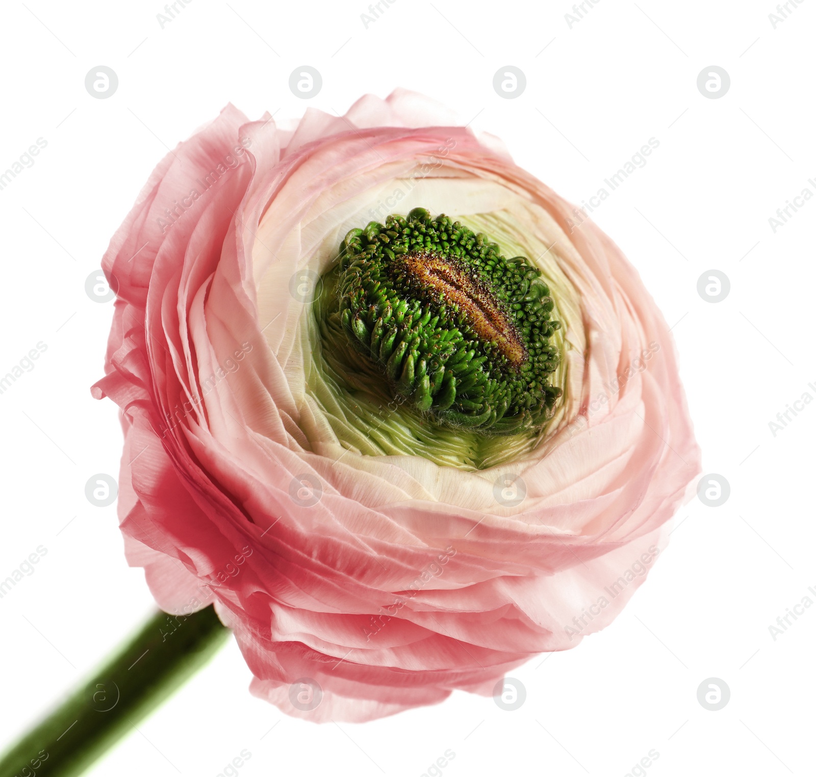 Photo of Beautiful ranunculus flower on white background