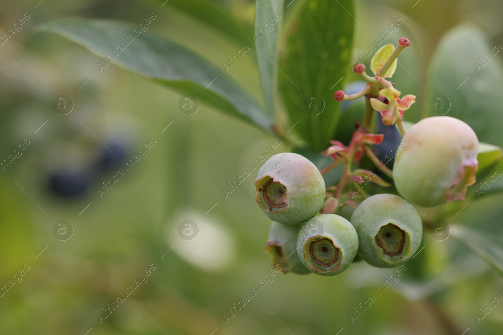 Photo of Unripe wild blueberries growing outdoors, closeup and space for text. Seasonal berries