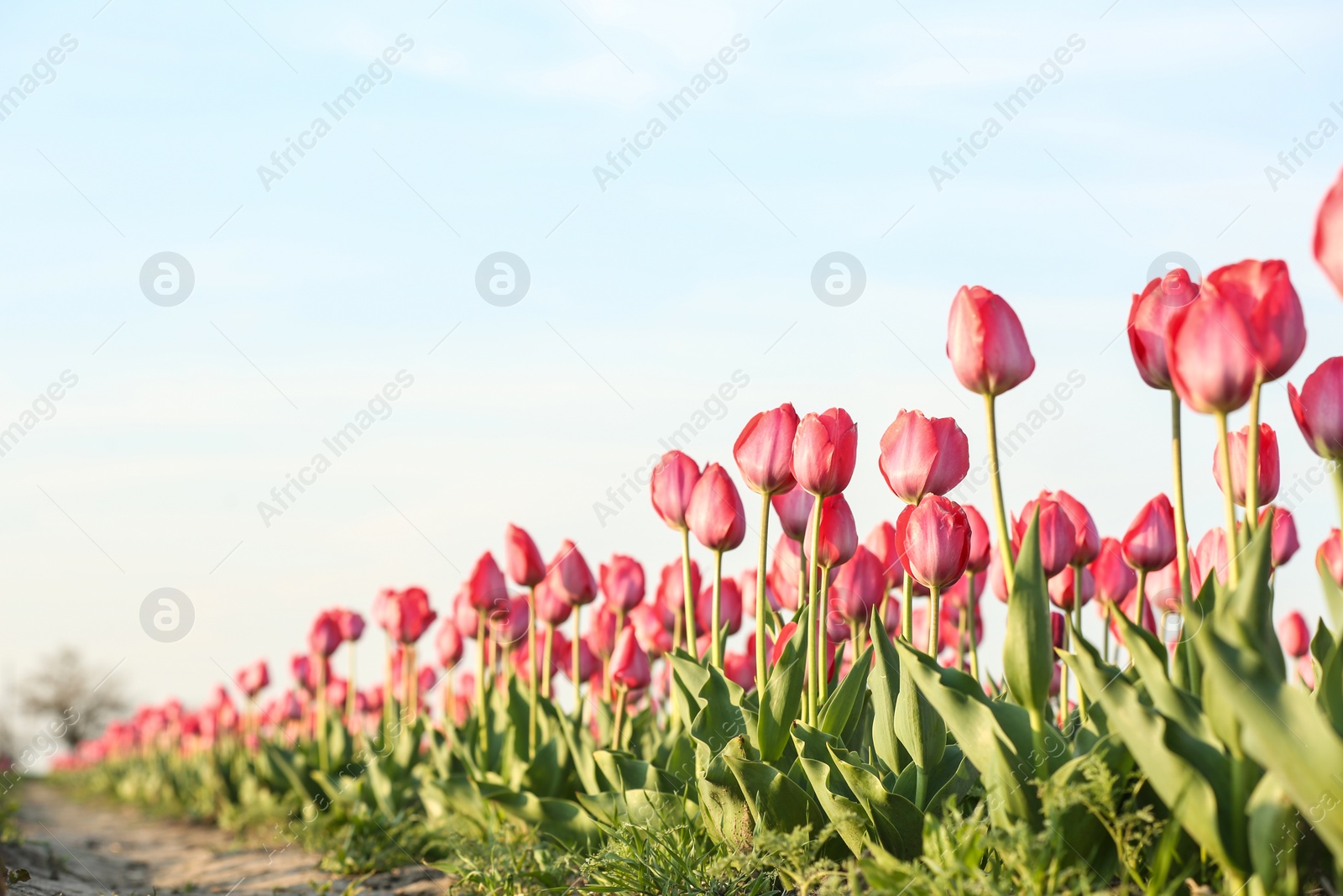 Photo of Field with fresh beautiful tulips. Blooming flowers