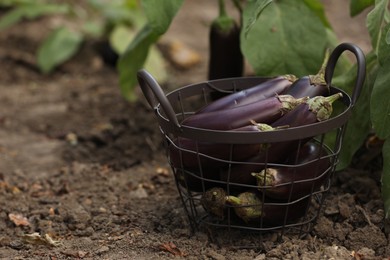 Photo of Ripe eggplants in metal basket outdoors. Space for text
