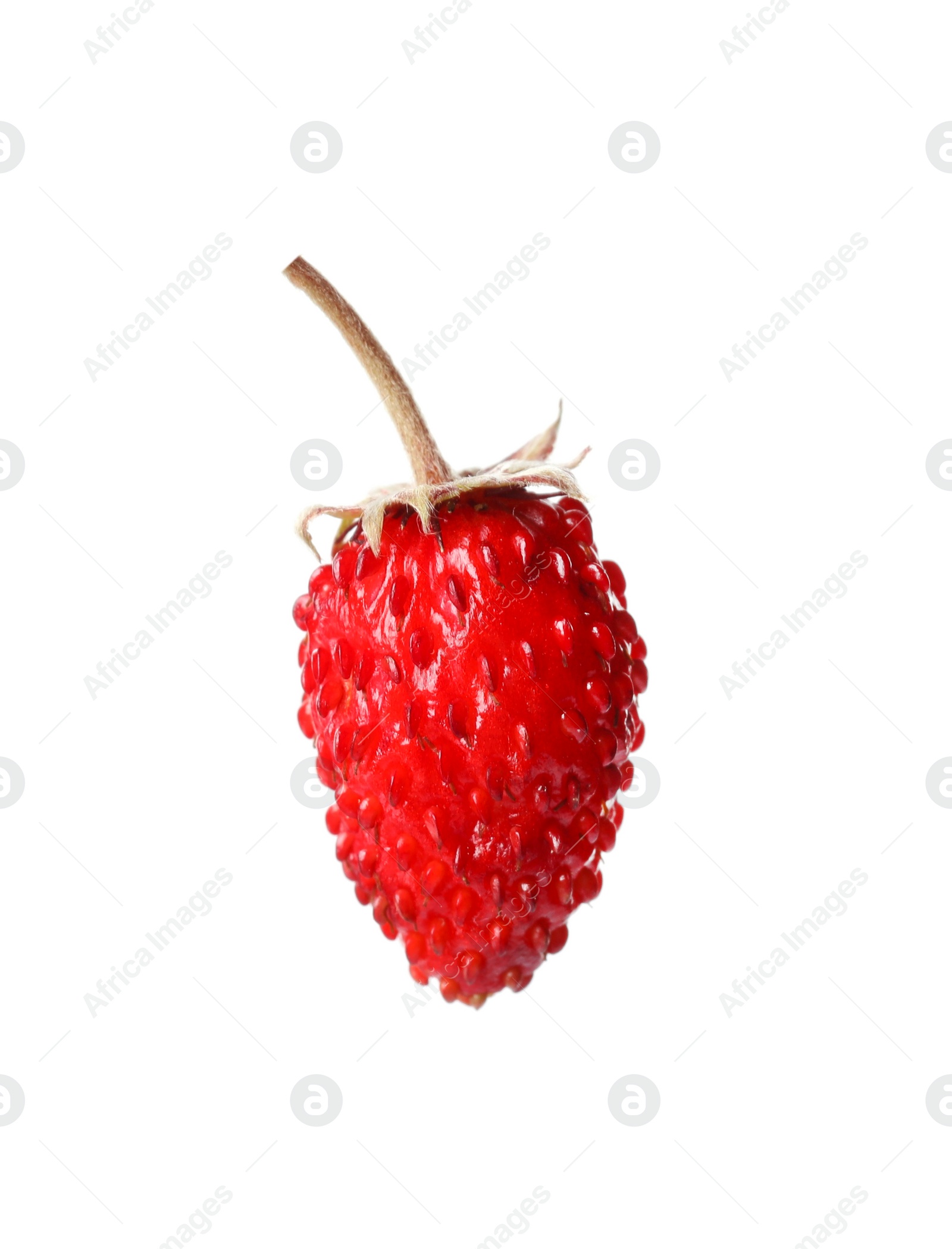 Photo of One ripe wild strawberry isolated on white